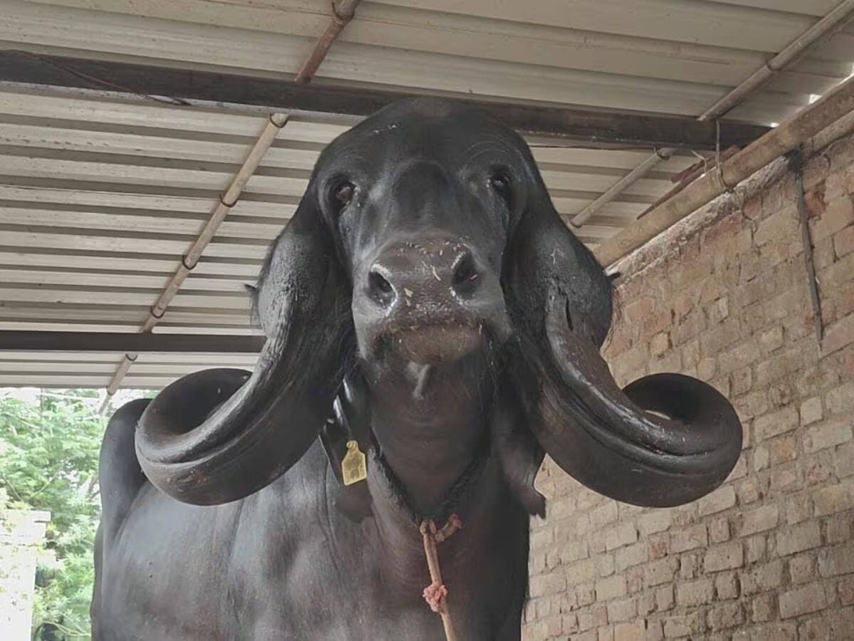 Jaffarabadi cattle