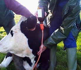 Animals Falling Sick Frequently?