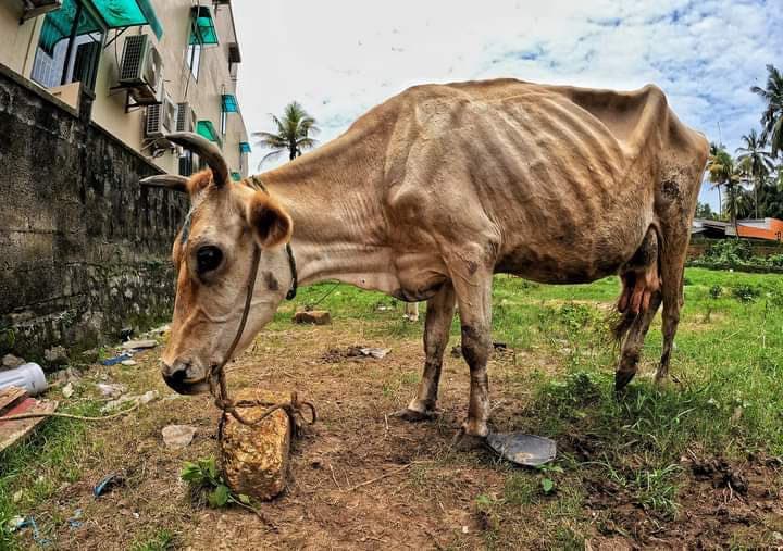 Poor Body Condition and Weakness?